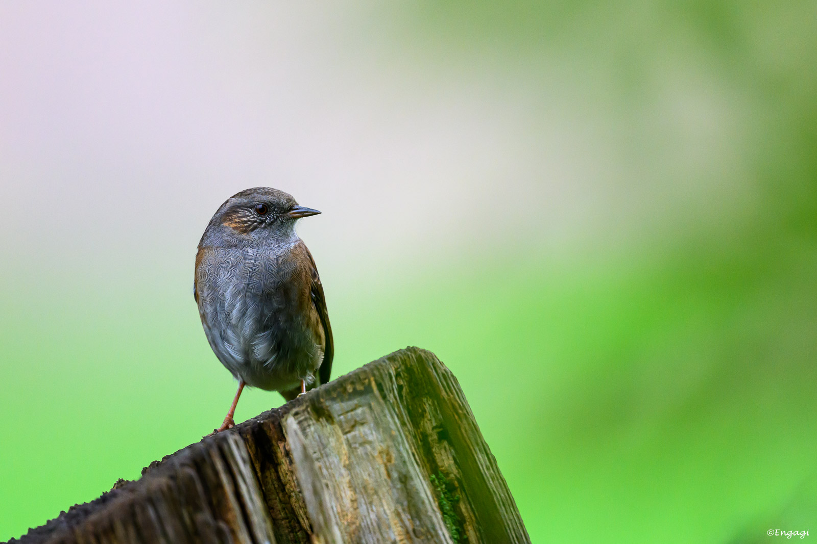 DSC_2832.jpg