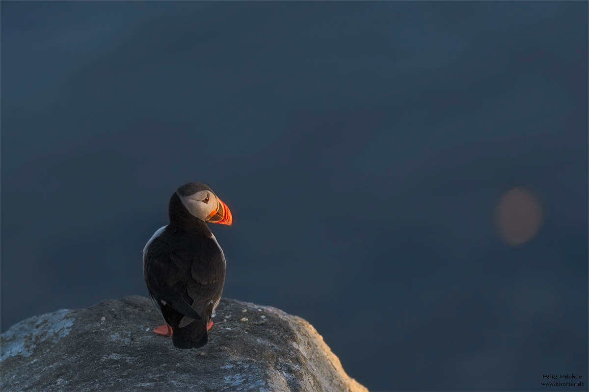 20140514_0979_PS_1200Px.jpg