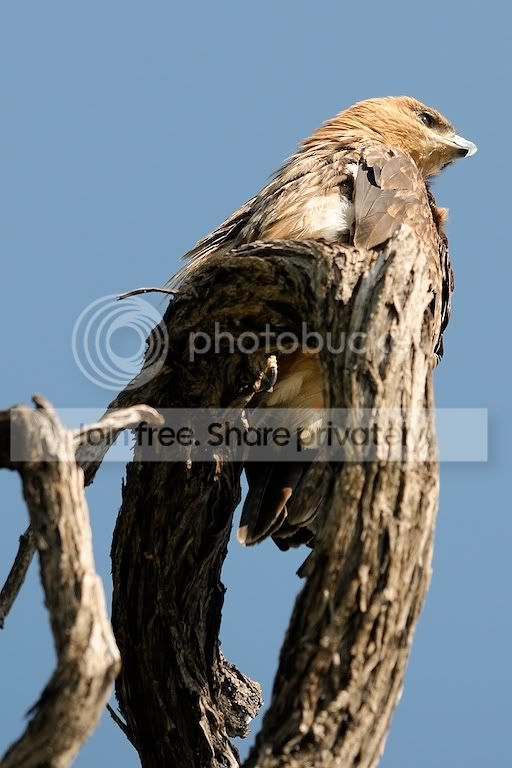 Eagle_0001.jpg