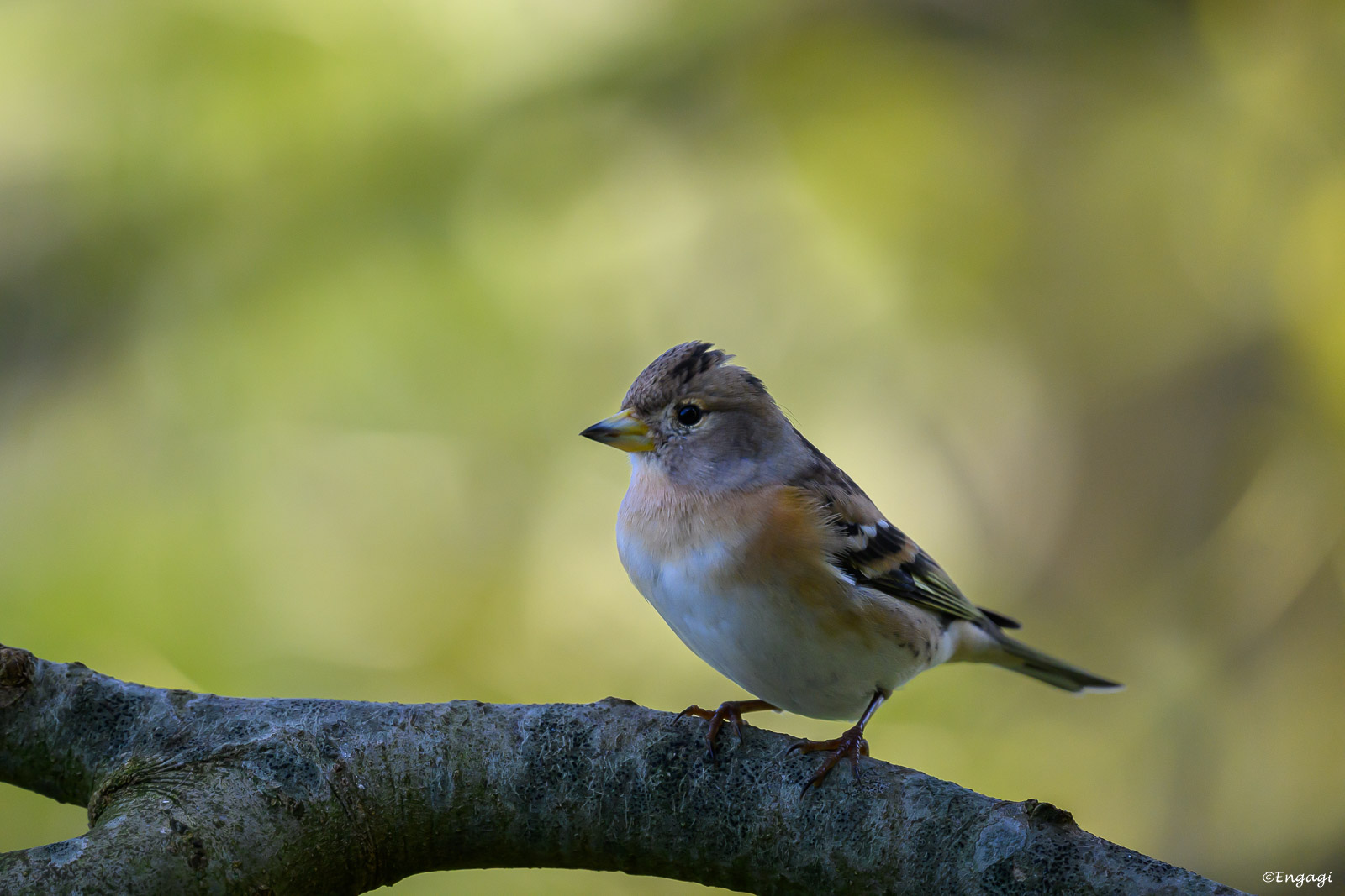 DSC_2950.jpg