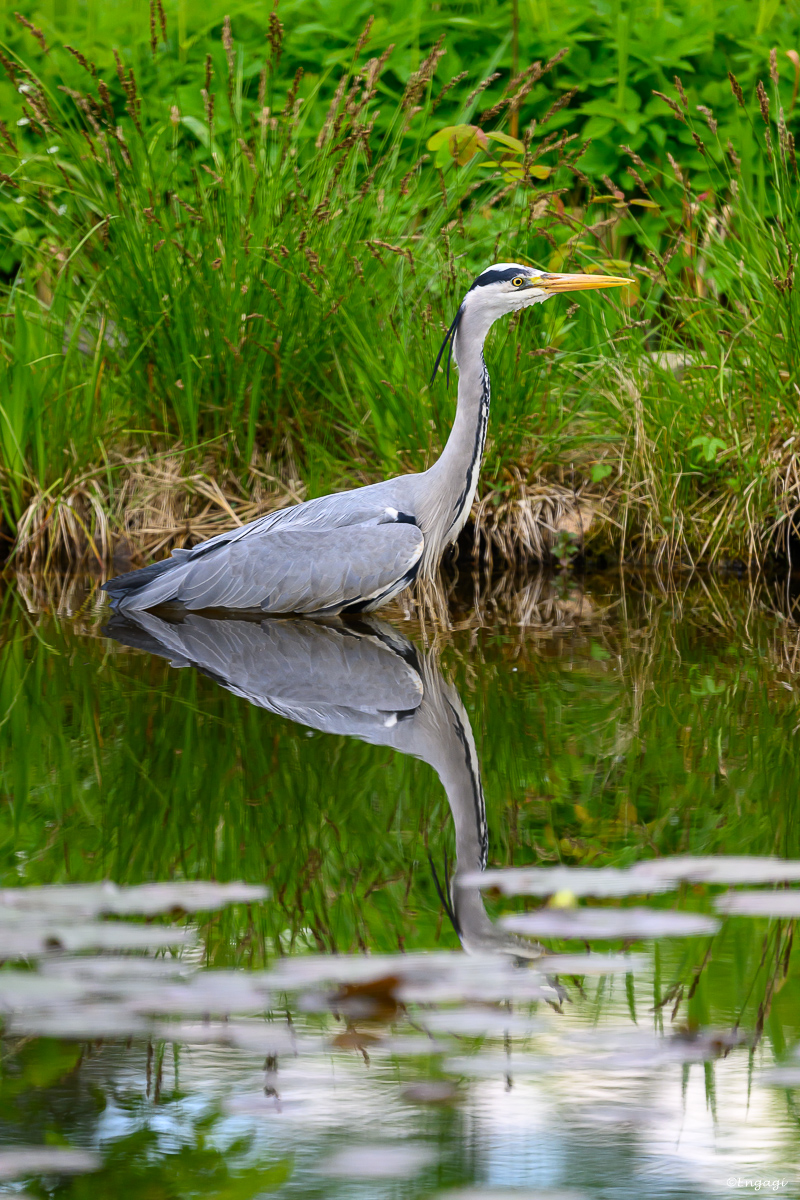 DSC_8524b.jpg