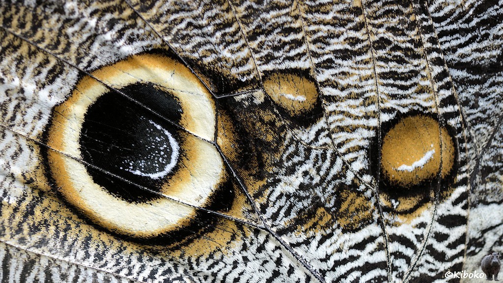 Das Bild zeigt einen Ausschnitt eines Schmetterlingsflügels mit dem großen Augenfleck. Feine linienstrukturen durchziehen die Flügel.