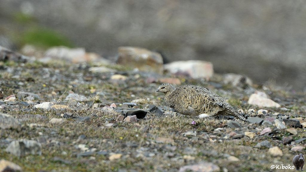 Das Bild zeigt einen graubraunen Hühnervogel mit schmalen schwarzen Flecken auf den Flügeln. Der Vogel hat die gleiche Farbe, wie die Steine und die Moosflecke des Hanges, auf dem der Vogel steht.