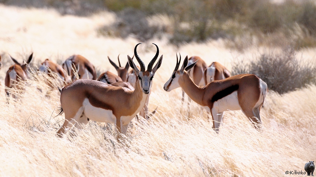 Eine Gazelle mit braunem Rücken, weißem Bauch und weißem Gesicht und mächtigen Geweih steht auf einer trockenen Weide.