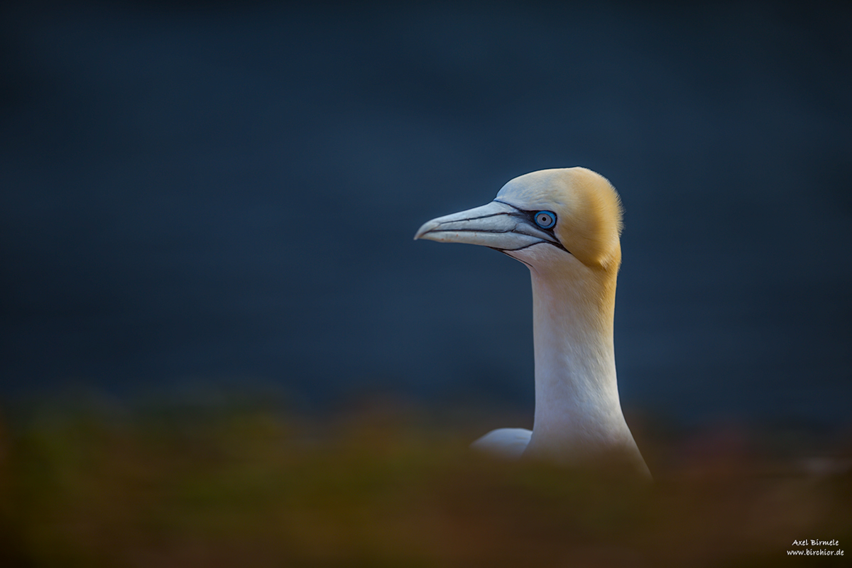 20190502_0638_PS_LAB_1200Px.jpg