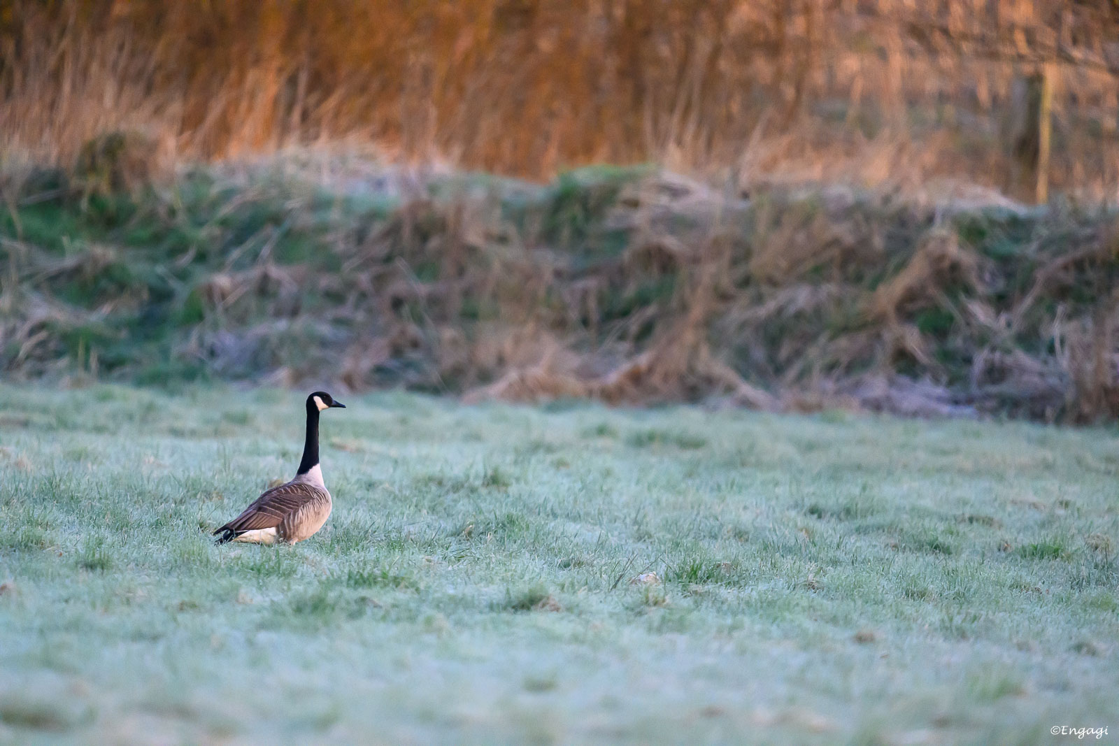 DSC_7402.jpg