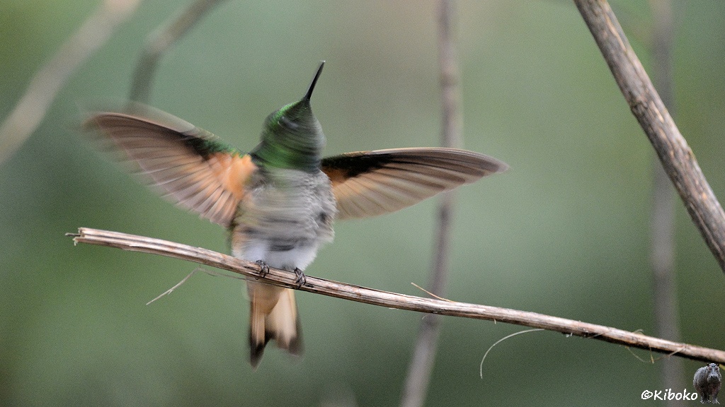 Das Bild zeigt einen unscharfen Vogel auf einem Ast, der sich gerade schüttelt und dabei die Flügel ausbreitet.