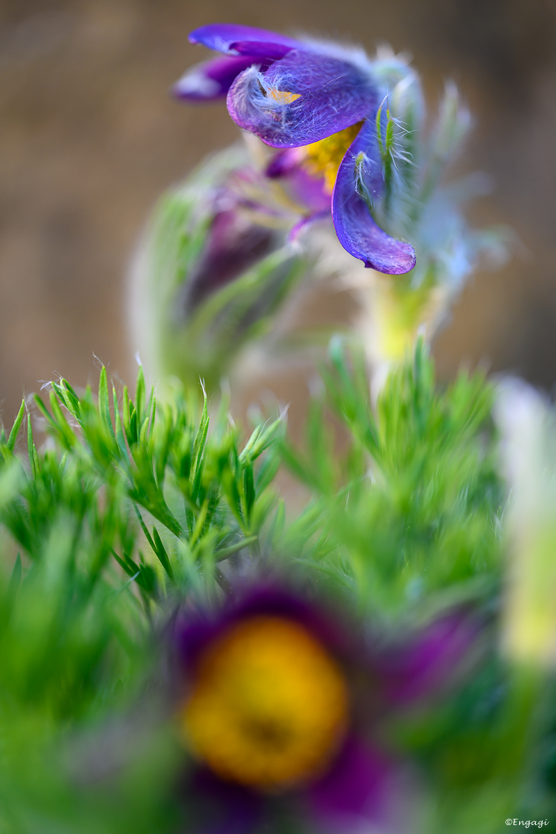 DSC_1933.jpg
