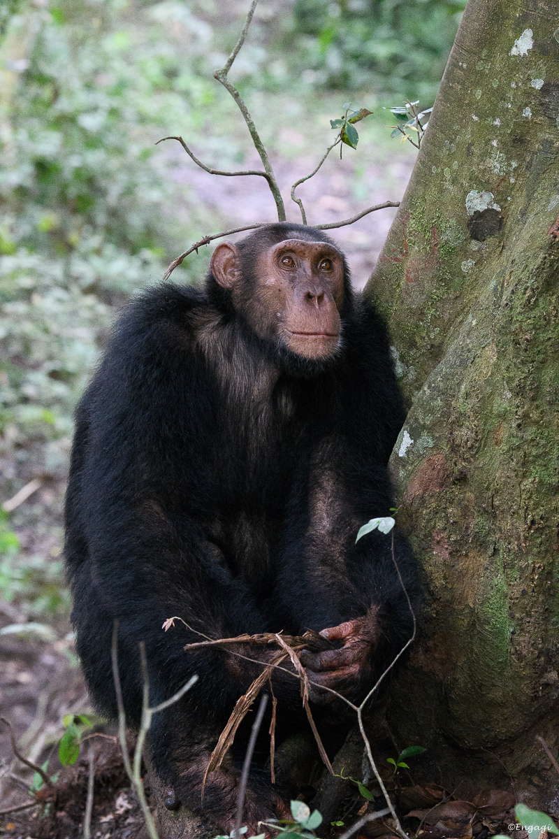 Uganda%201313.jpg