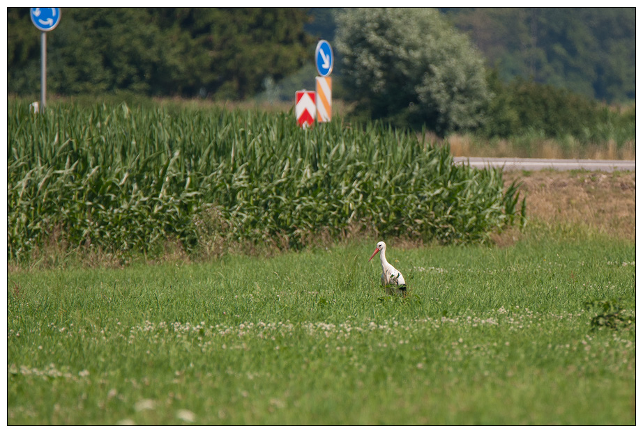 Storch0001.jpg