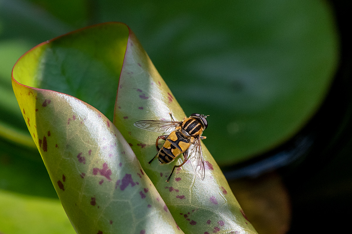 20180617_ND5_1904NF.jpg