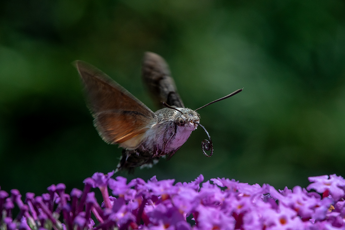 20180718_D500_2013NF.jpg