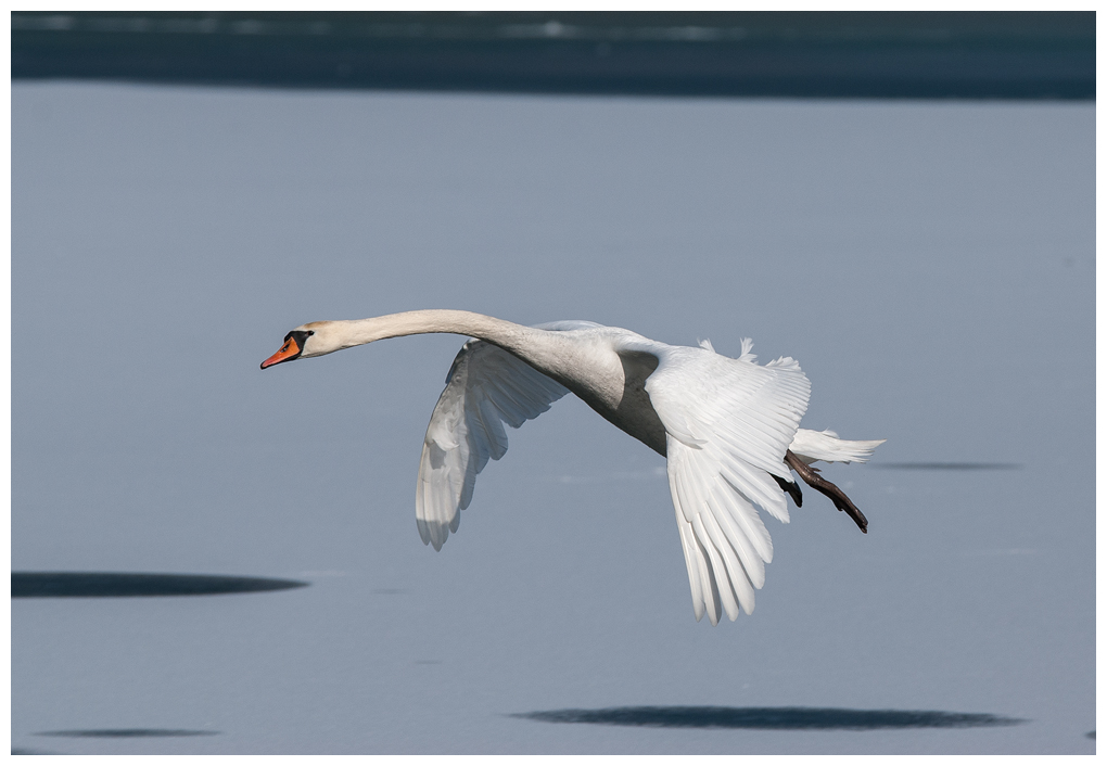 SchwanFlug006.jpg
