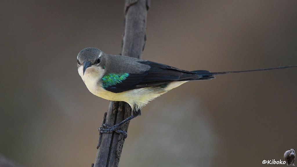 Das Bild zeigt einen kleinen Vogel an einem senkrecht durch das Bild laufenden Zweig. Der Vogel hat eien grauen Kopf, grauen Rücken, schwarze Flügel mit grün glänzenden Federn an den Schultern sowie einen gelblich-weißen Bauch. Der Hintergrund ist graubraun und unscharf.