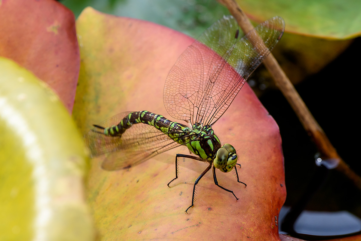 20170925_D810_1257vNF.jpg