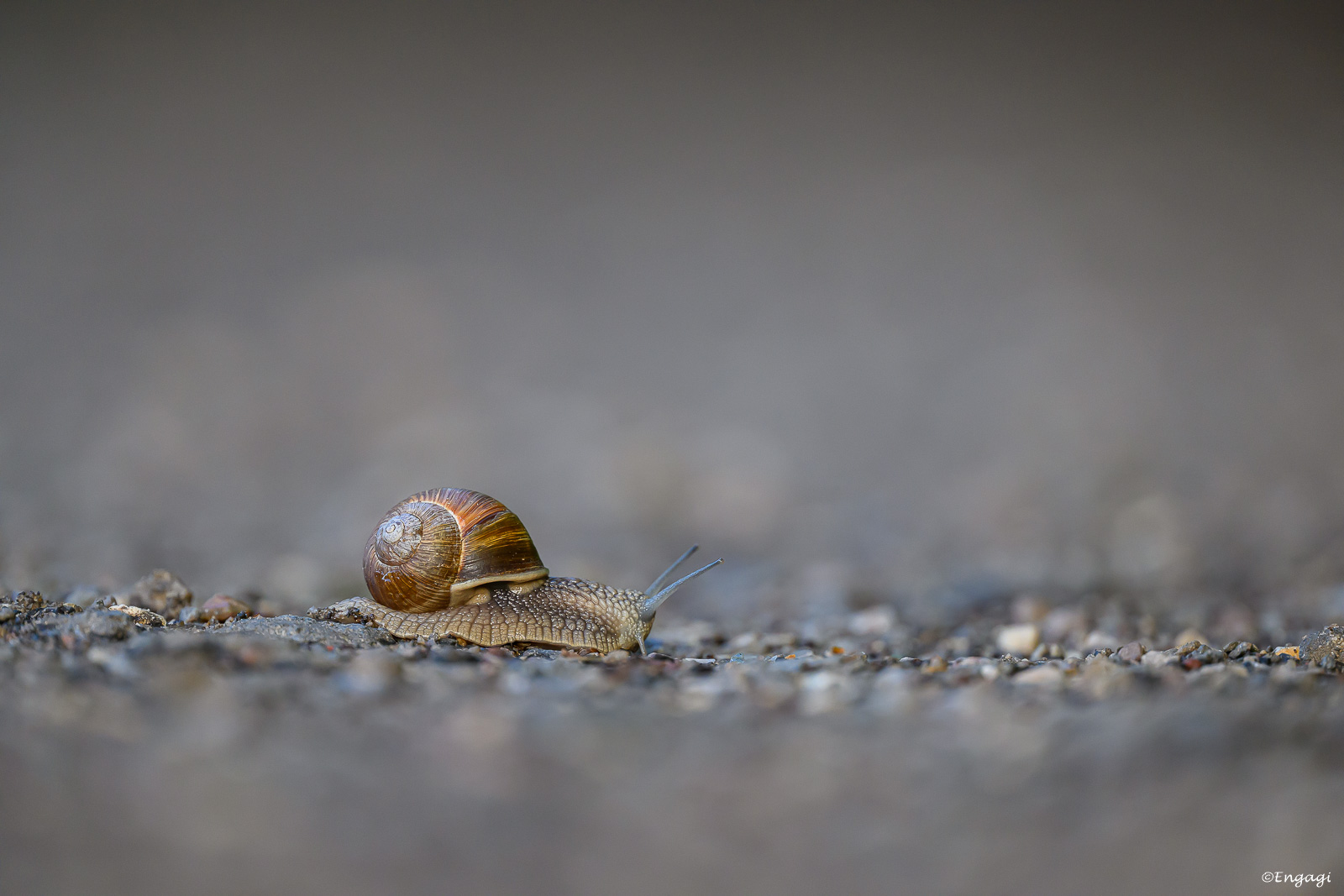 DSC_4395.jpg