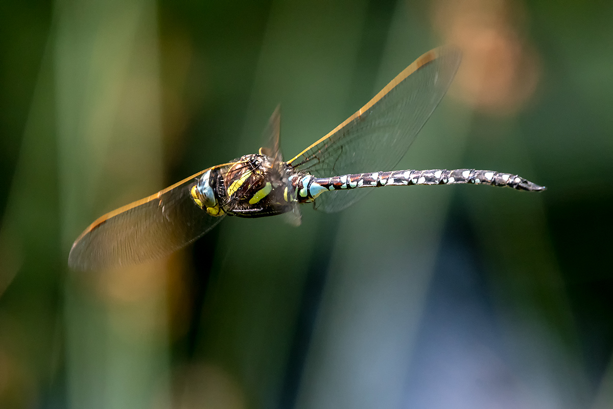20180611_D500_1232NF.jpg