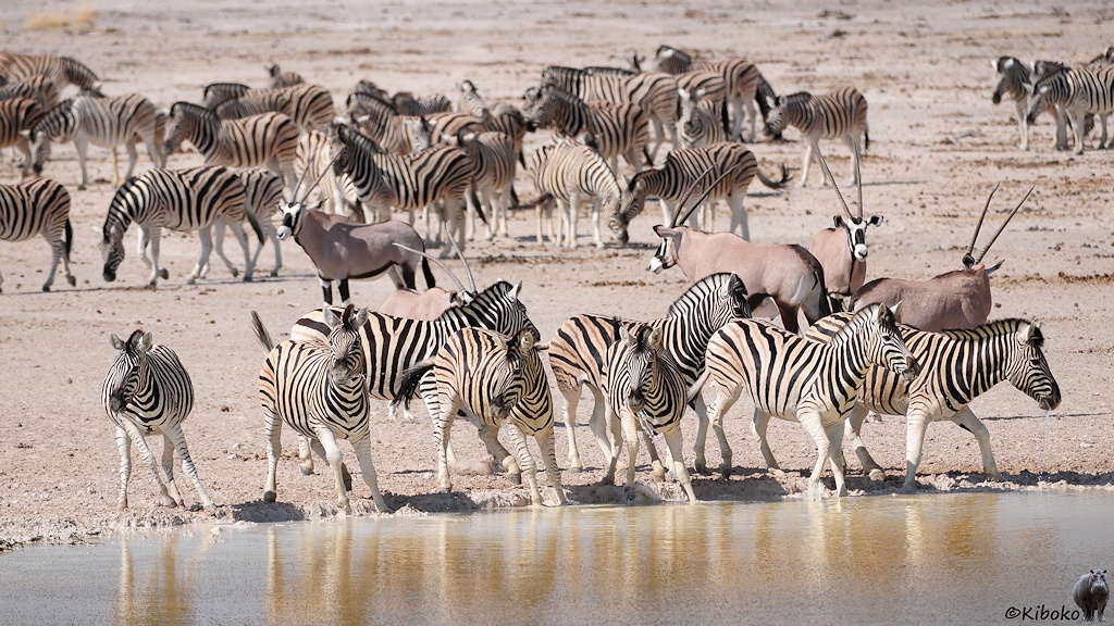 Die Zebras springen am Wasserloch auf und drehen sich um. Das wasser spritzt.