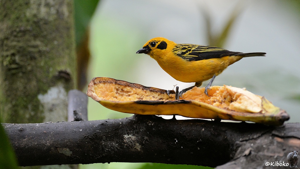 Das Bild zeigt einen gelben Vogel mit schwarz-gelben Rücken und einem schwarzen Fleck hinter den schwarzen Augen auf dem Rand einer fast leeren Bananenschale sitzend.