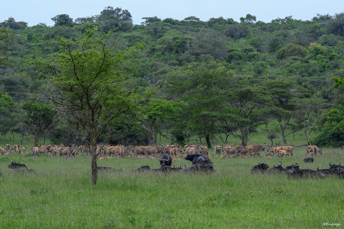 Uganda%202620.jpg
