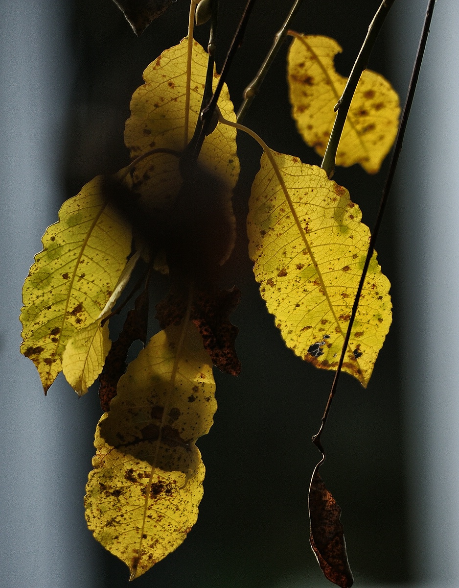 cK.R.-540DSC_6305_2.jpg