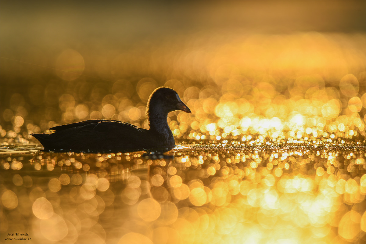 20140719_0254_PS_1200Px.jpg