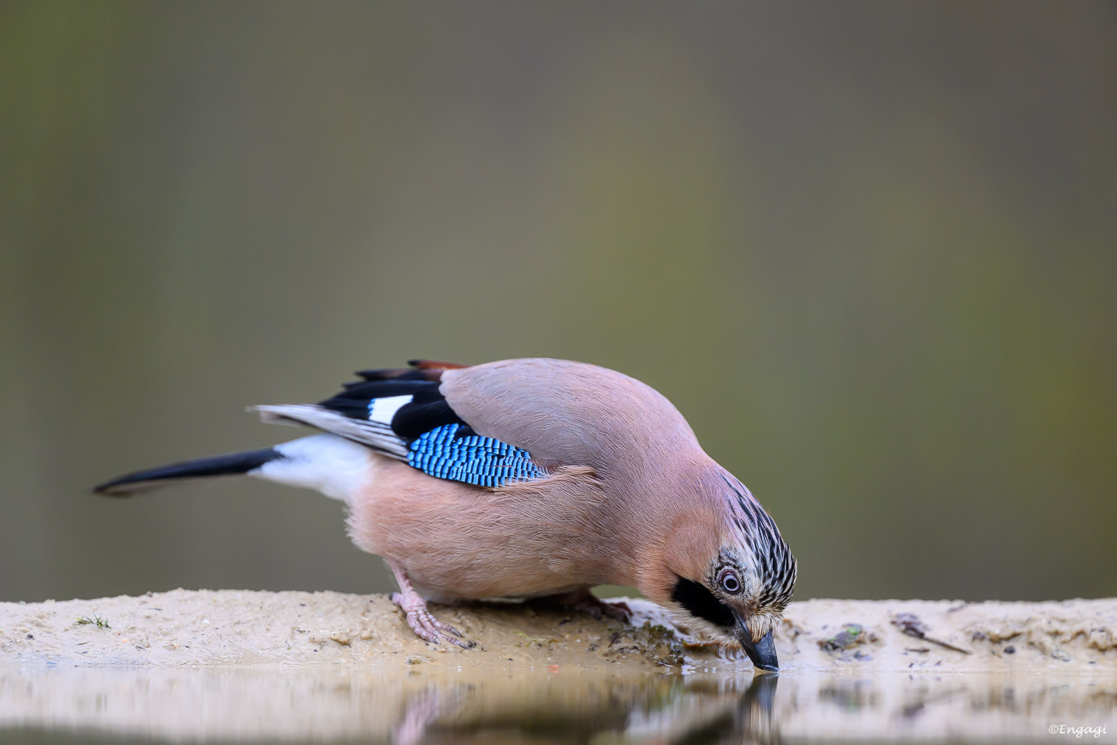 DSC_0248.jpg