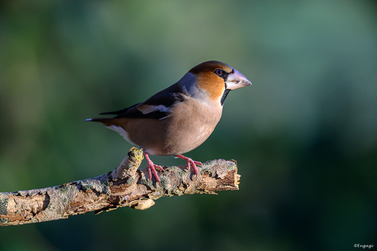 DSC_0351a.jpg