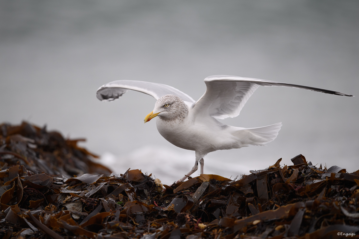 Helgoland_2020_Januar722.jpg