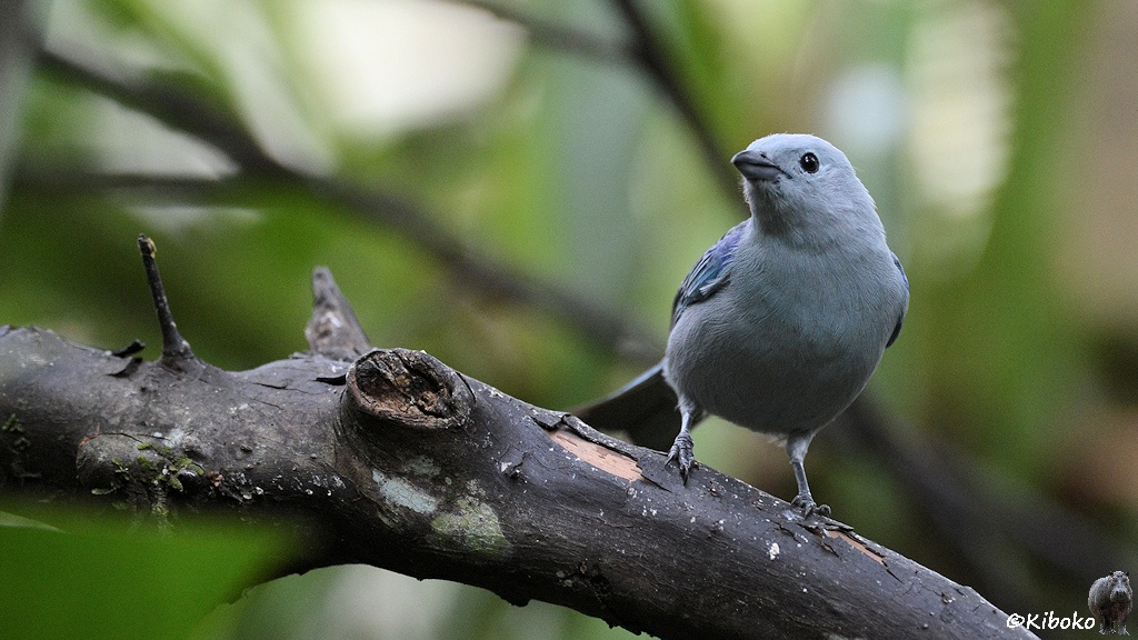 Das Bild zeigt einen graublauen Vogel mit kurzen kräftigen schwarzen Schnabel und blauen Flügeln auf einem trockenen Ast.