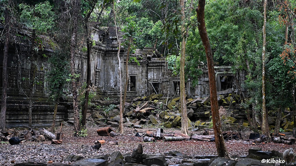 Das Bild zeigt Gebäudeteile aus grauem Sandstein in einem Wald.