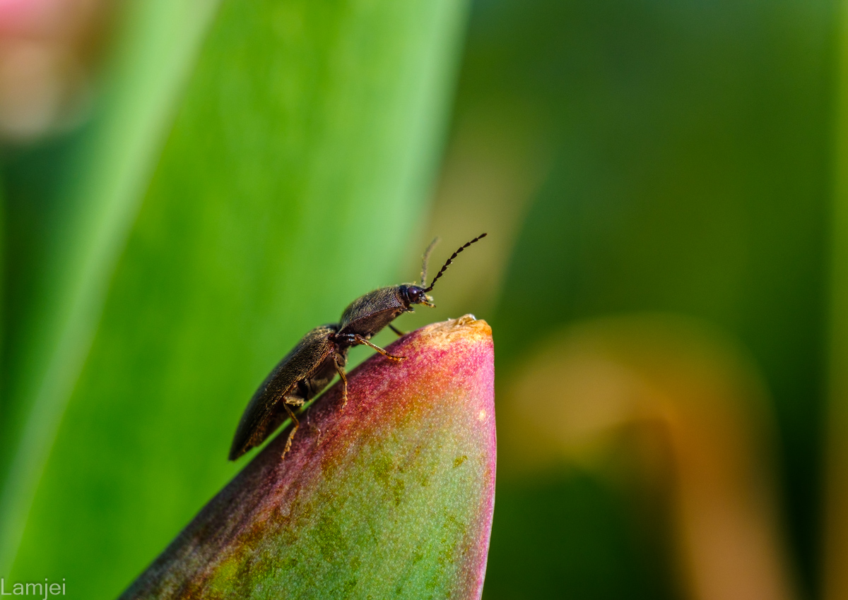DSCF9440.jpg