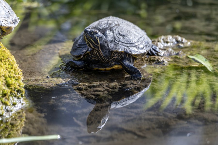 tierpark_haag23_74.jpg
