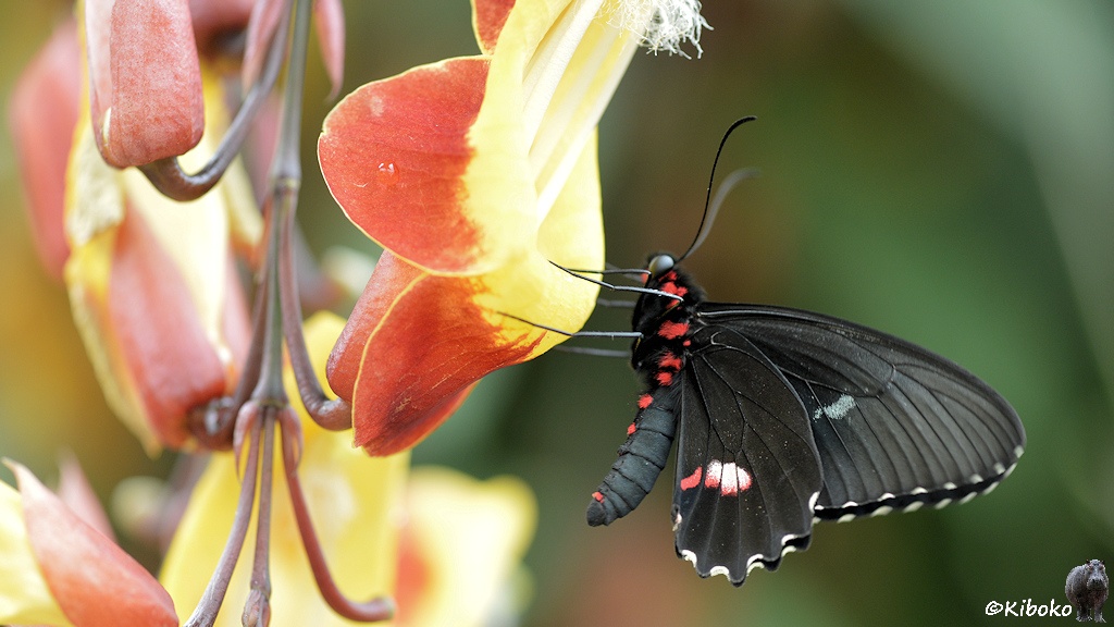 Das Bild zeigt einen schwarzen Schmetterling mit roten Punkten senkrecht an einer gelb-braunen Blüte sitzen. Die schwarzen Flügel stehen hoch.