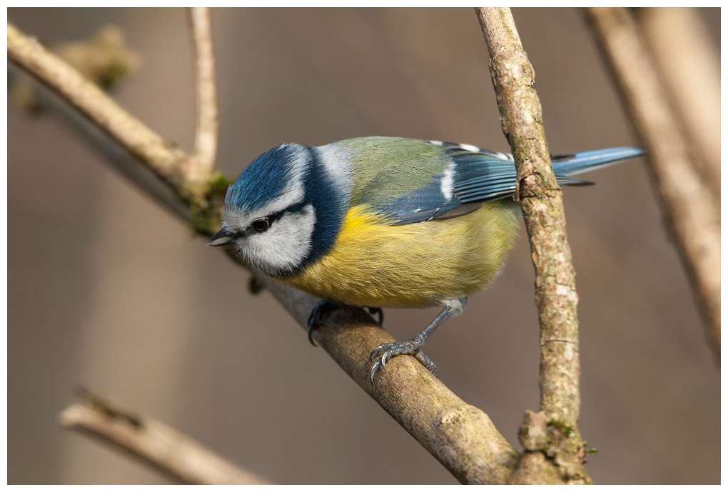 Blaumeise020.jpg