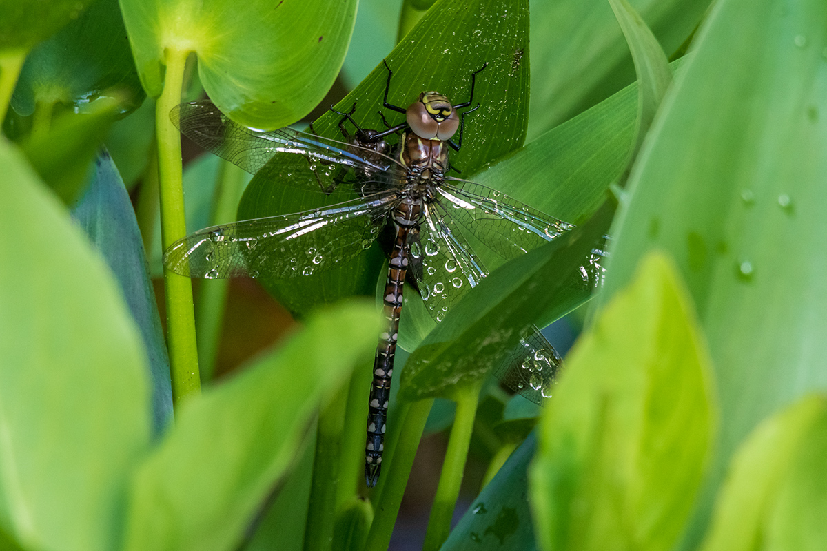 20200611_D500_0394NF.jpg