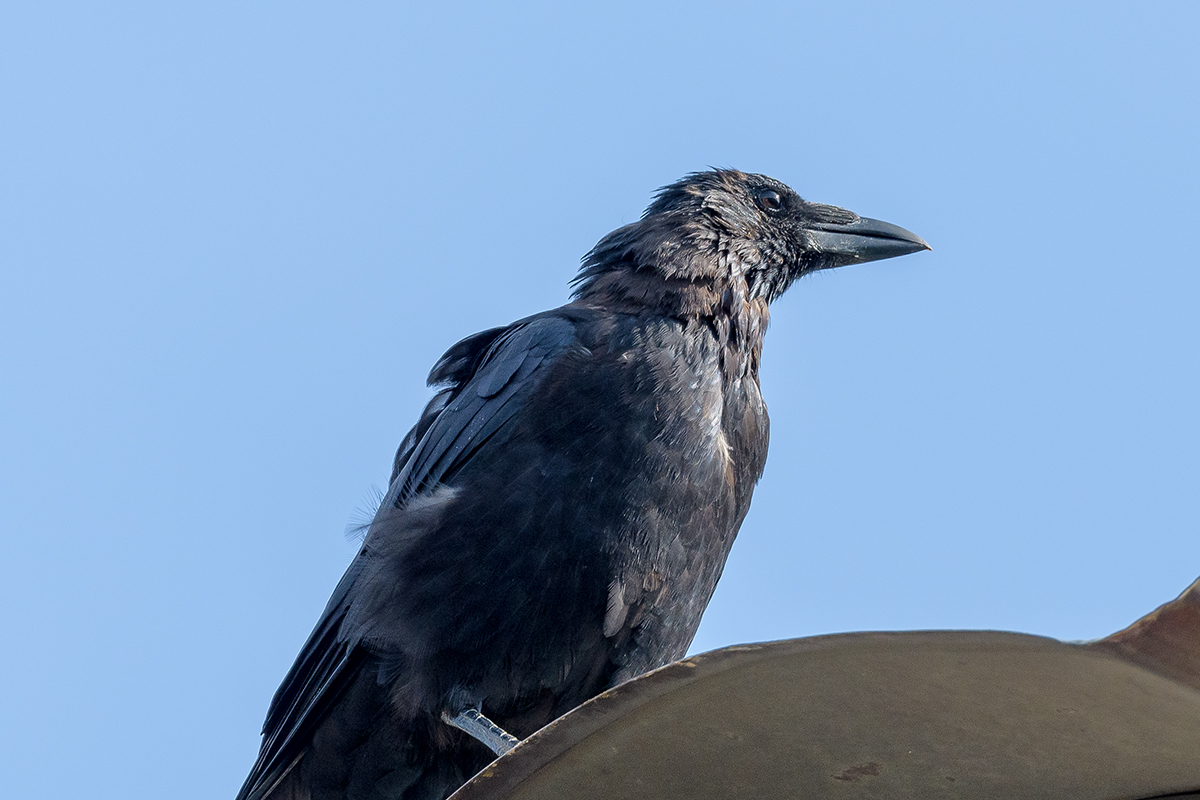 20201001_D500_0159NF.jpg