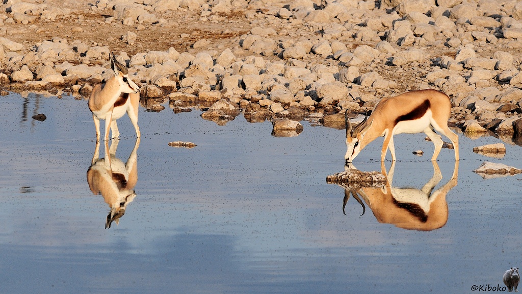 Zwei braunweiße Antilopen stehen im Wasserloch. Sie spiegeln sich im Wasser.