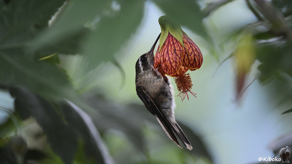 Das Bild zeigt einen dunklen Kolibri mit grauen Bauen, schwarzen Fleck unterm Auge und weißen Streifen hinterm Auge mit dünnem Schnabel. Er klammert sich an eine rötliche, trichterfömrige Blume aus der nach unten die Blütenstempel heraushängen.