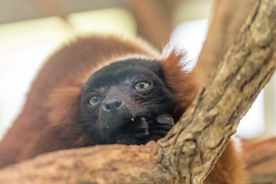 zoovienna22_57.jpg