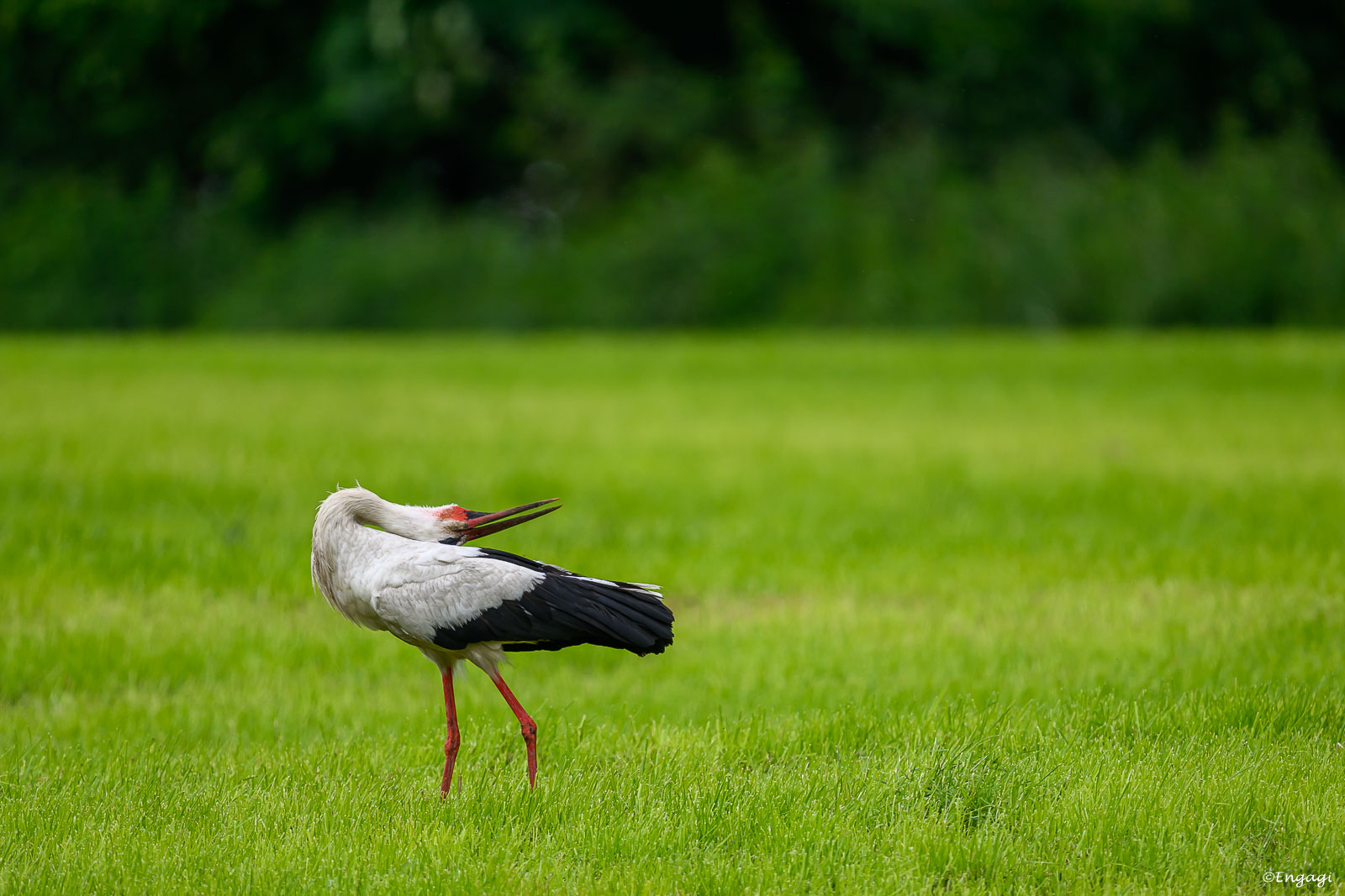 DSC_0116.jpg