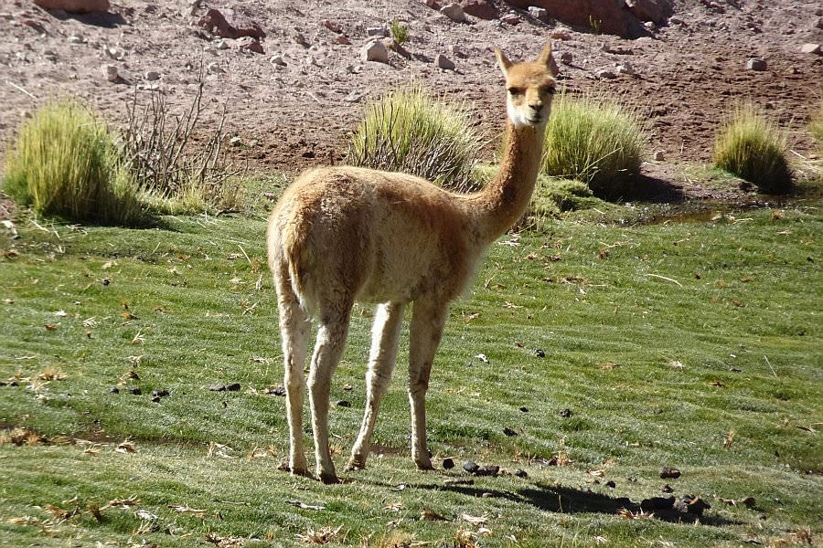 atacama16_096.jpg