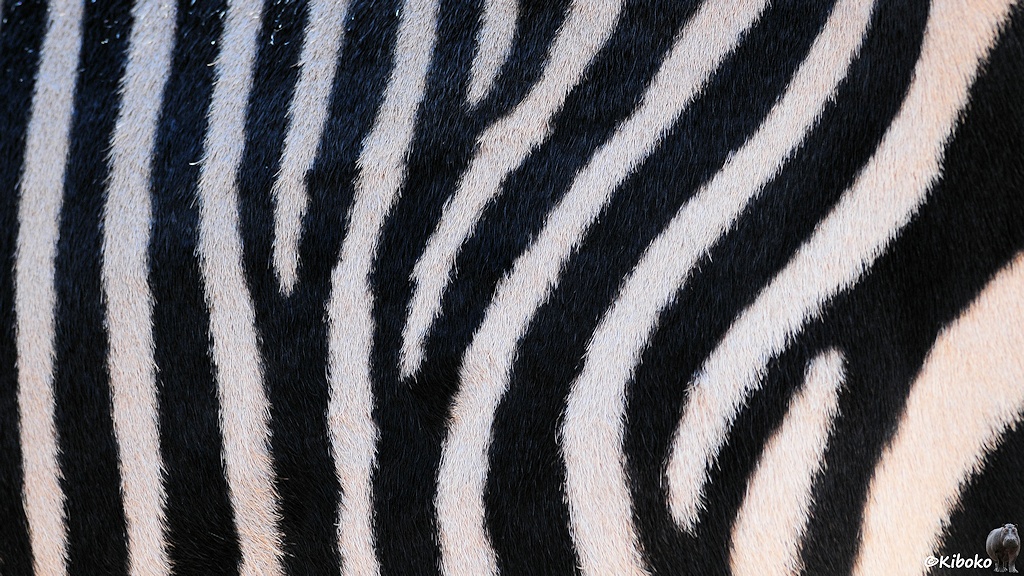 Zebrastreifen aus der Nähe.