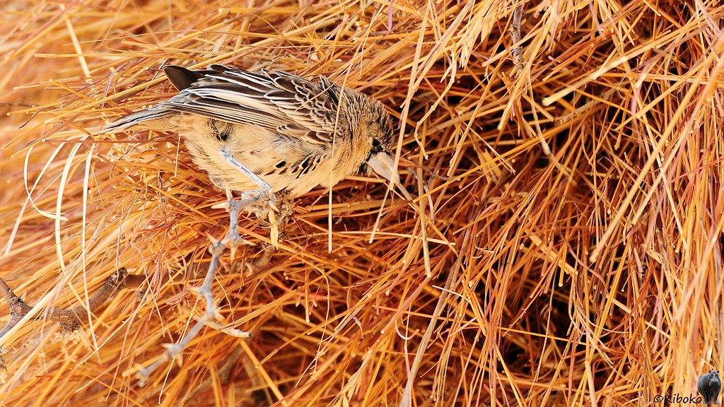 Ein kleiner grauer Vogel sitzt an einer Öffnung auf dem Grasballen.