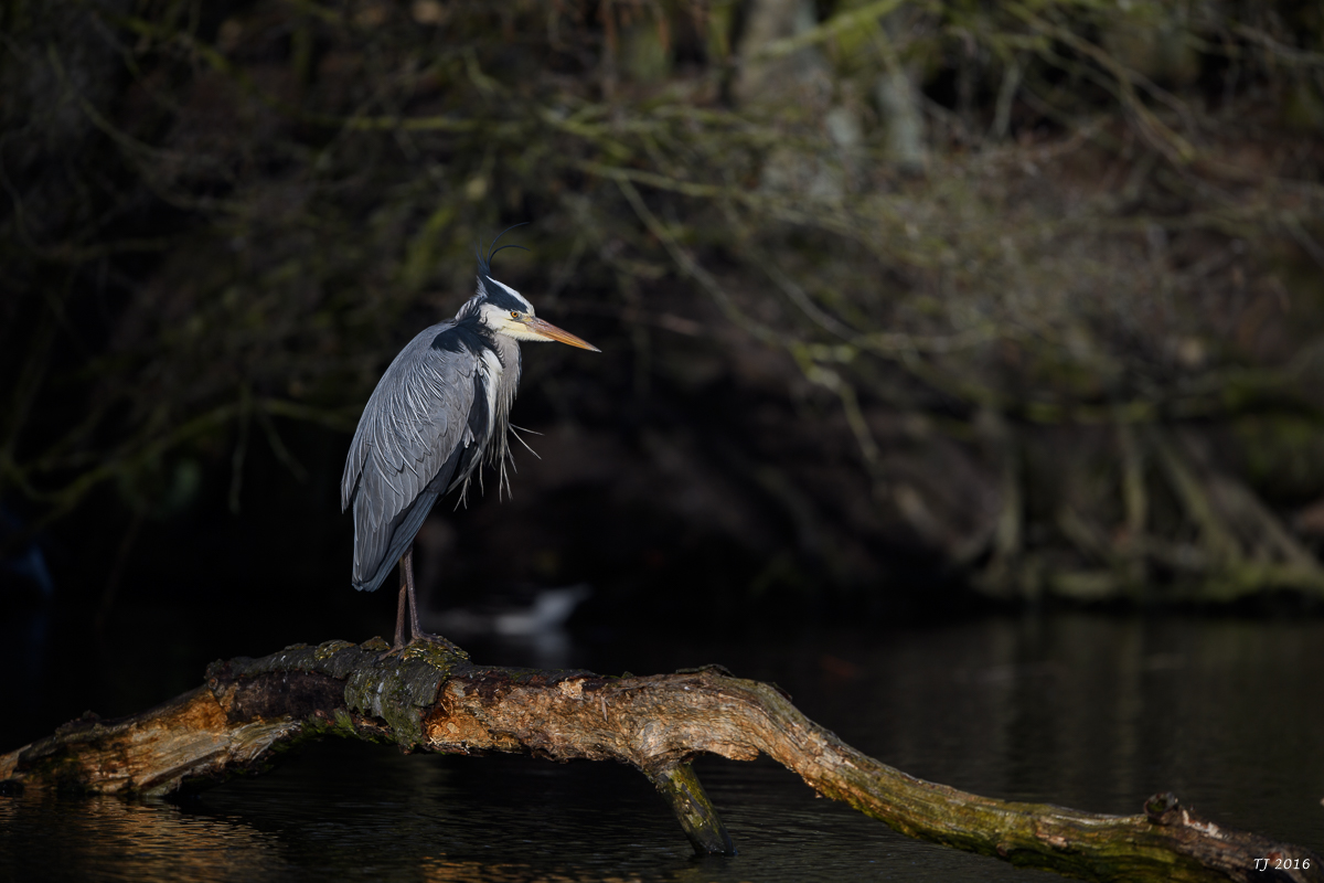 DSC_0607.jpg