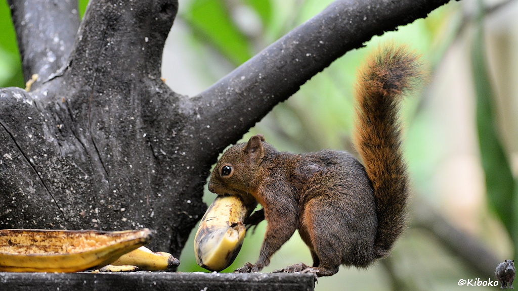 Das Bild zeigt ein graubraunes Hörnchen am Rand eines Anbaubrettes am Banenbaum. Es beißt in die Banane hebt die Banane in die Höhe. Daneben liegen leere Bananenschalen.