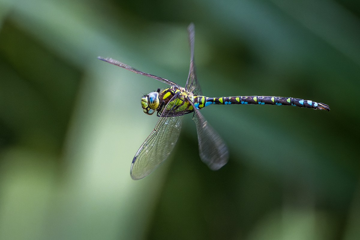 20240906_NZ8_1467_DPNF.jpg