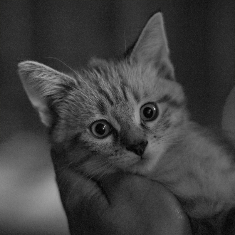 katz.jpg