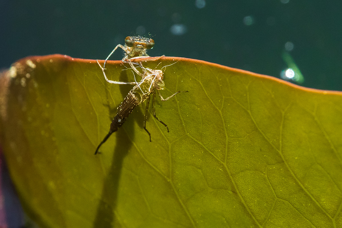 20180508_D500_1652NF.jpg