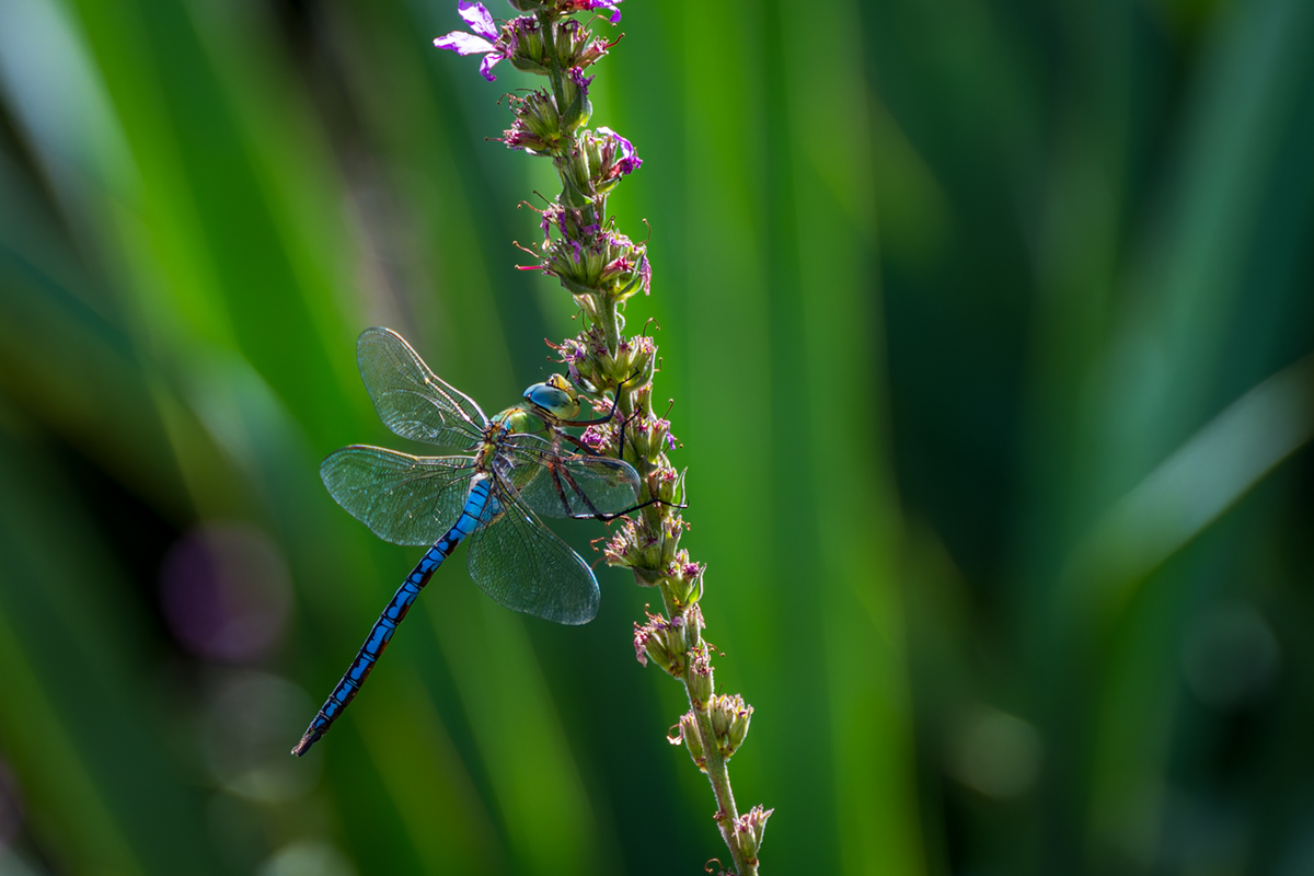 20260716_NZ8_0591_DPXNF.jpg